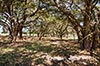 483 acres Lampasas image 17